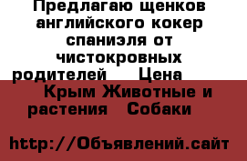Предлагаю щенков английского кокер спаниэля от чистокровных родителей.  › Цена ­ 4 000 - Крым Животные и растения » Собаки   
